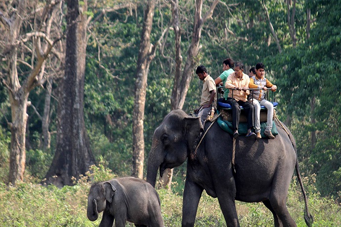 Elephant Safari