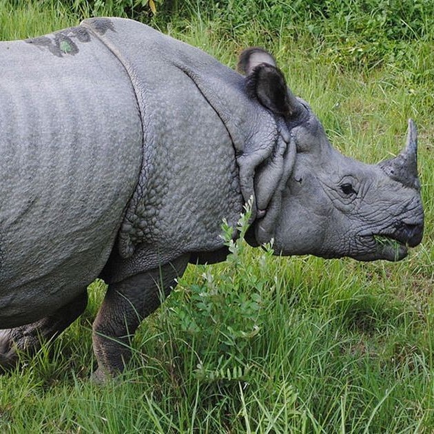 One Horned Rhinos