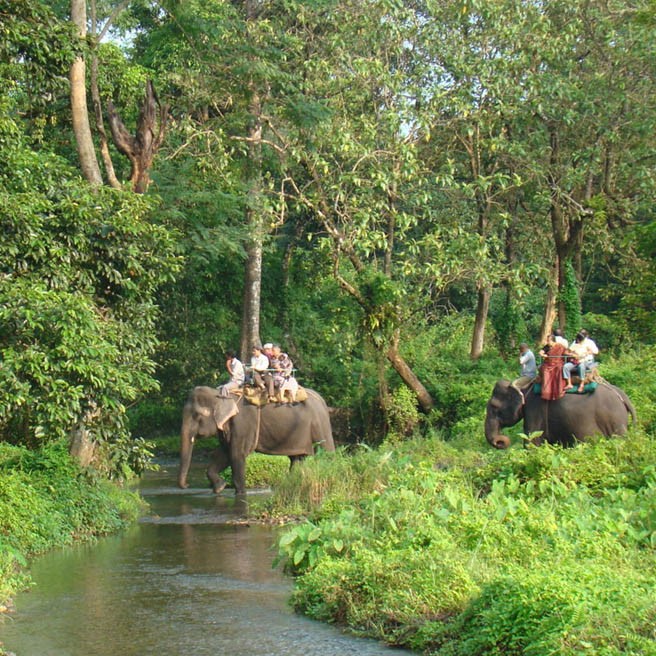 Elephant Safari