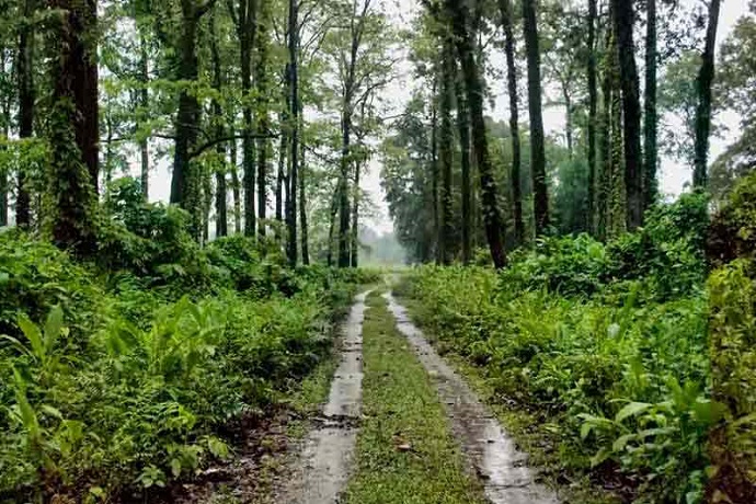 Chilapata Forest