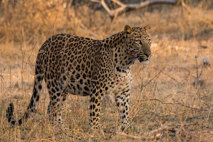 Gorumara National Park