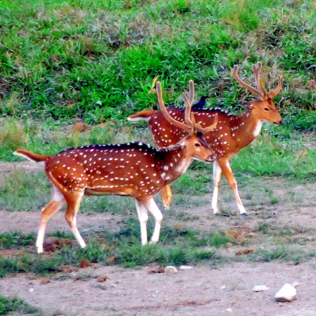 Gorumara NationalPark