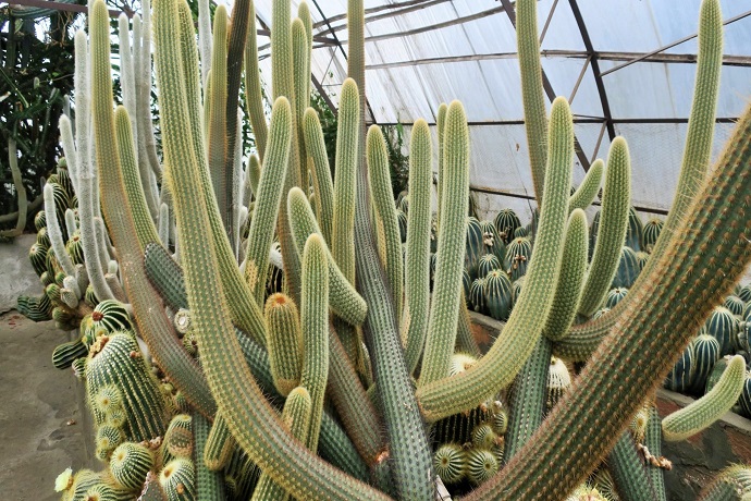 Cactus Nursery