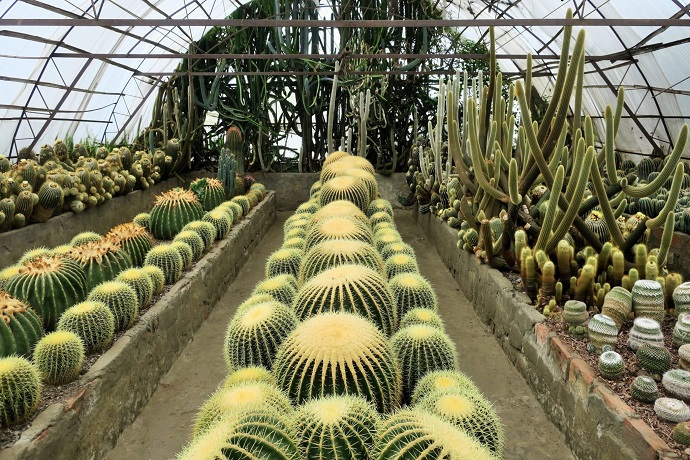 Cactus Nursery