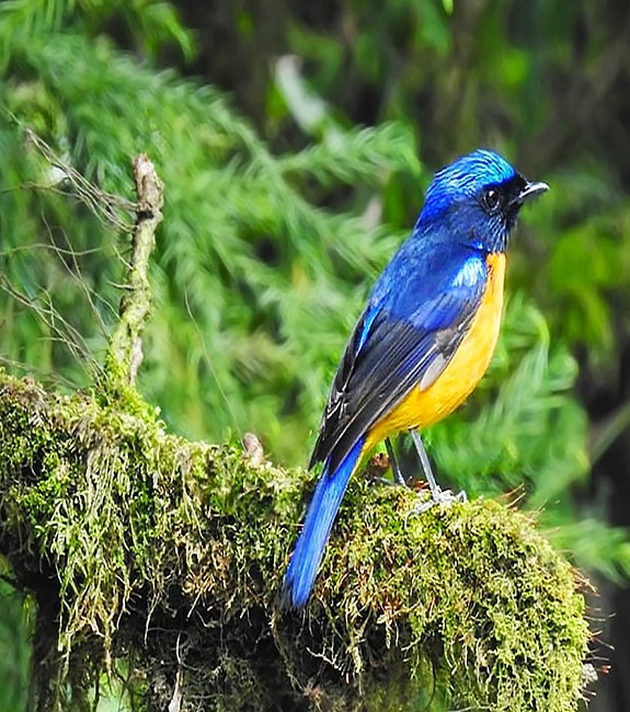 Neora Valley National Park