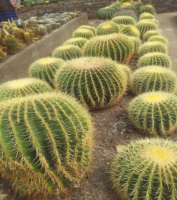 Cactus Nursery