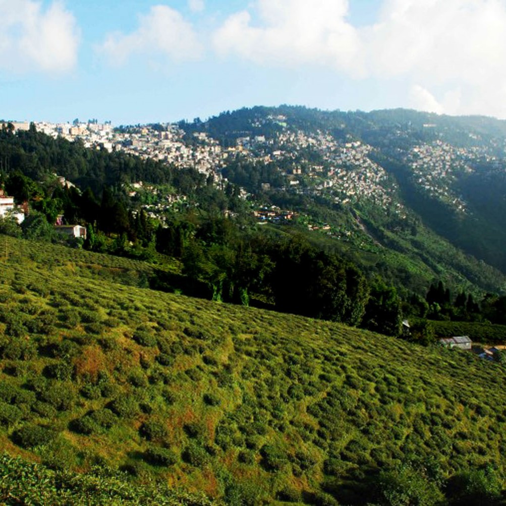 Happy Valley Tea Estate