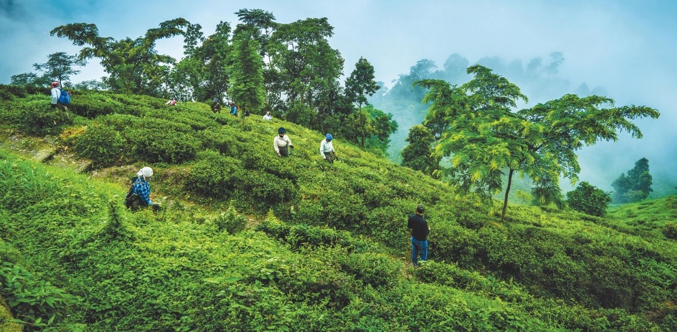 Makaibari Tea Estate