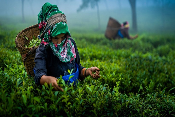 Makaibari Tea Garden