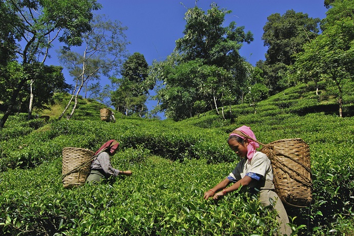 Makaibari Tea Garden