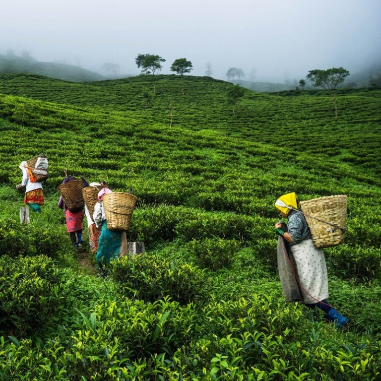 Makaibari Tea Garden