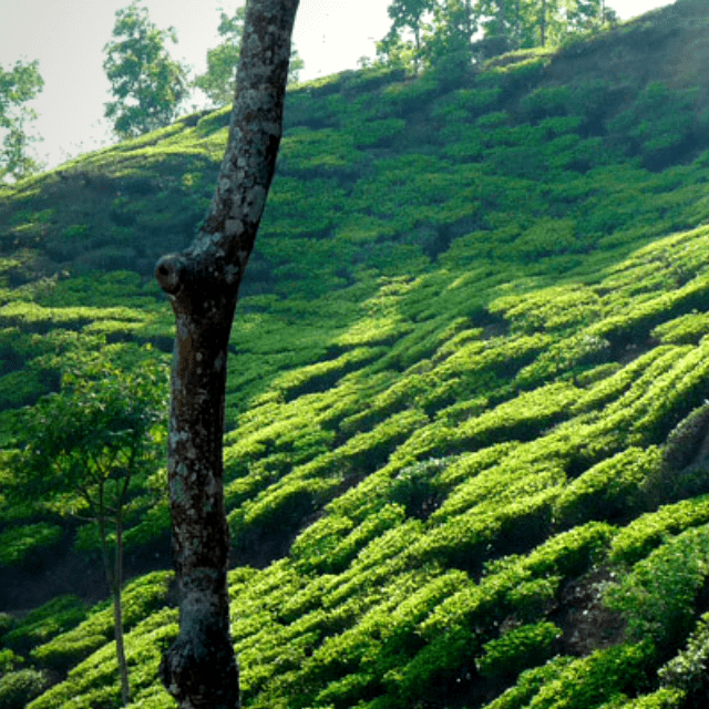 Tea Garden View