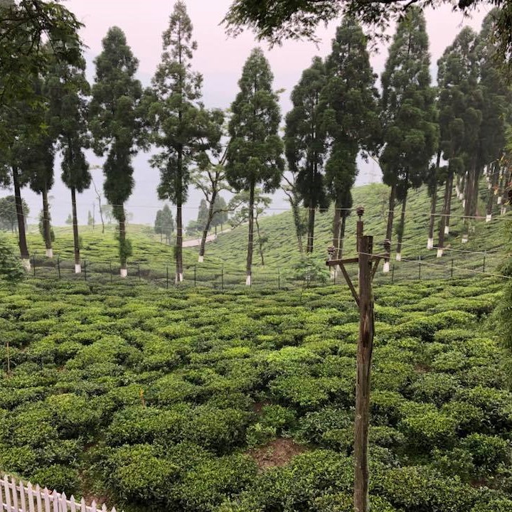 Sourenee Tea Estate