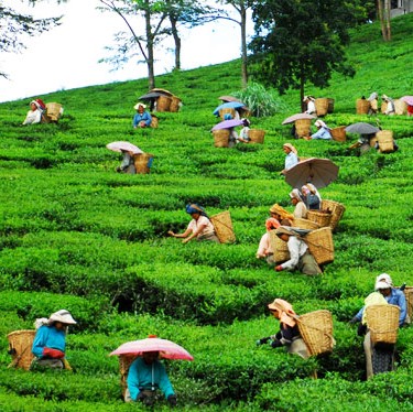 Tea Garden