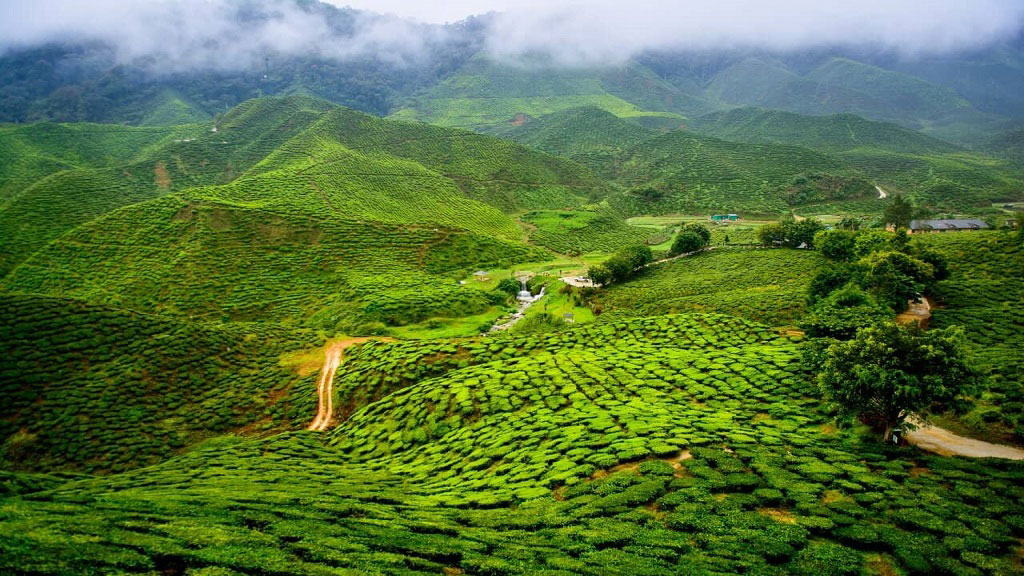 Tea Garden